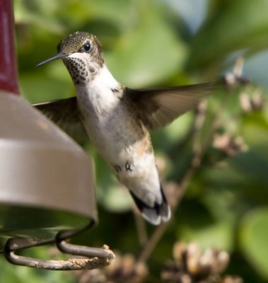 Female Red throat Hummingbird