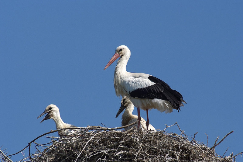 7 June 08 - My first stork