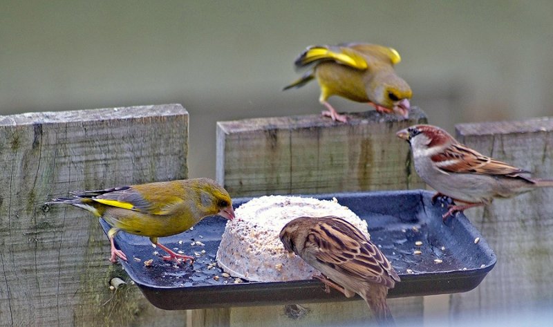 18a July 08 - More action on the feeder