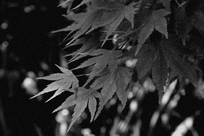 leaves shot in bnw mode