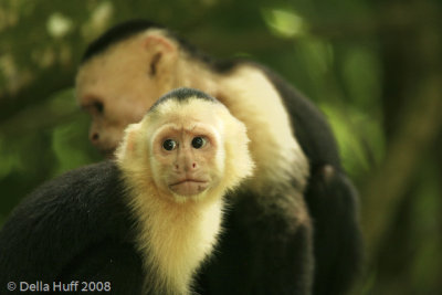 White-throated Capuchin Monkeys, Manuel Antonio National Park, Costa Rica