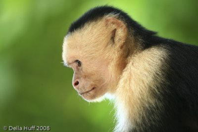 White-throated Capuchin Monkey, Manuel Antonio National Park, Costa Rica
