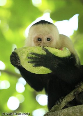 White-throated Capuchin Monkey, Manuel Antonio National Park, Costa Rica