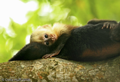 Baby White-throated Capuchin Monkey, Manuel Antonio National Park, Costa Rica