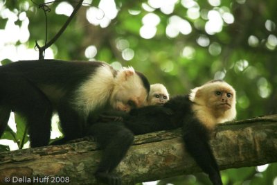 White-throated Capuchin Monkeys, Manuel Antonio National Park, Costa Rica