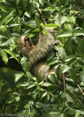 Three-toed Sloth, Costa Rica