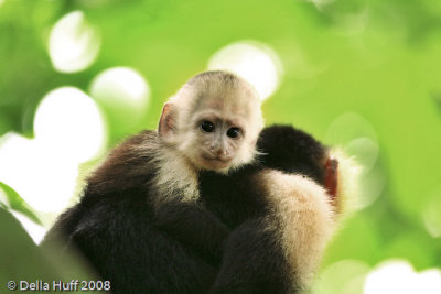Baby White-throated Capuchin Monkey, Manuel Antonio National Park, Costa Rica