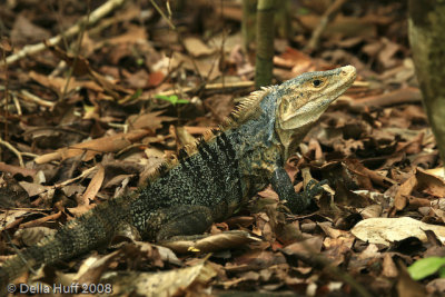 Iguana, Manuel Antonio National Park, Costa Rica