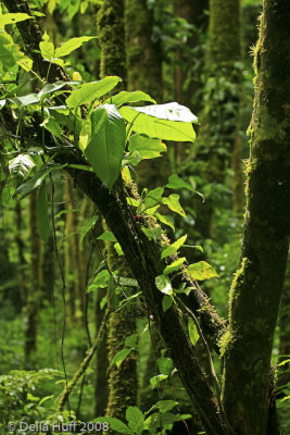 Monteverde Cloud Forest, Costa Rica