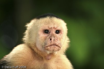 White-faced Capuchin Monkey, Costa Rica