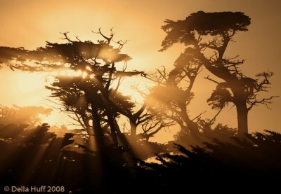 Magic Light and Monterey Cypresses, Pebble Beach