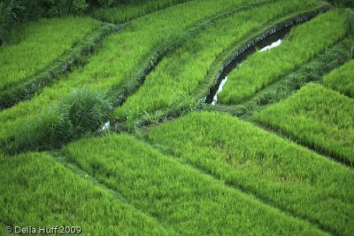 Rice Terraces, Bali