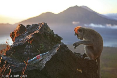 Long-tailed macaque at sunrise