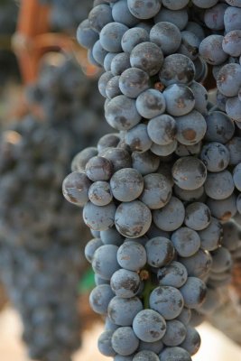 Tasty Grapes, Santa Barbara County