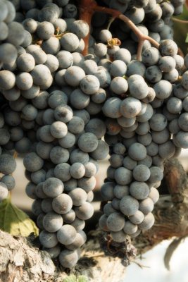 Chardonnay grapes in Santa Barbara County, California