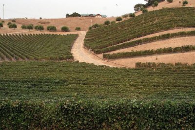 Vineyard in Santa Maria, California