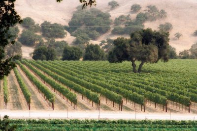 Vineyard at Curtis Winery, Santa Barbara County