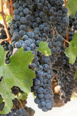 Grapes at Rideau Winery, Solvang, California II