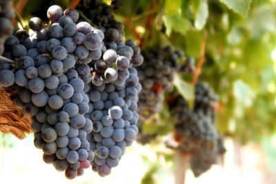 Wine Country: Grapes at Rideau Winery, Solvang, California