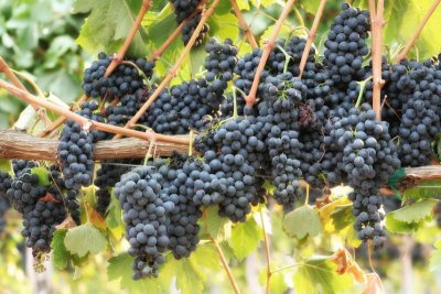 Wine Country: Chardonnay Grapes, Santa Barbara County, California