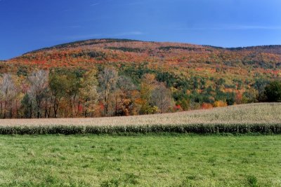 Fall in Vermont with Cornfield