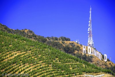 Hollywood Sign and Vineyard