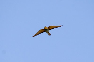 IMG_3353.jpg