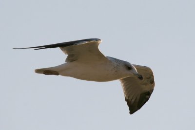 IMG_1367.jpg