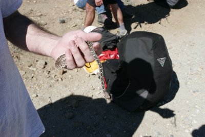 Snake