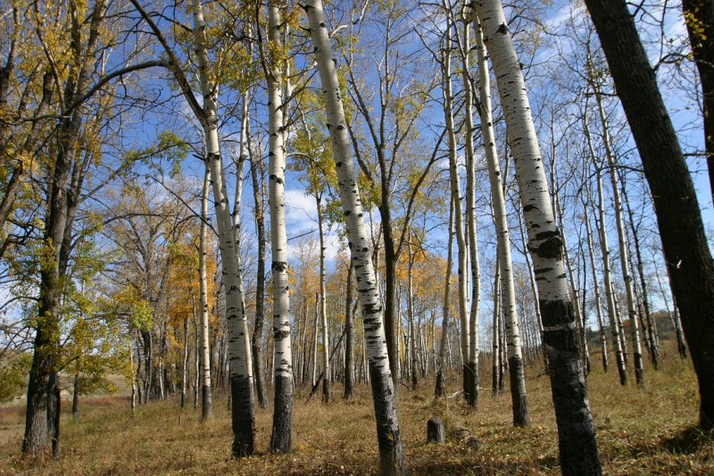 Cottonwoods and Aspens on the Bow River Floodplain