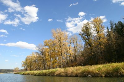 Fall Foliage