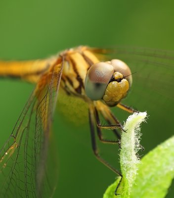 IMG_3251w.jpg