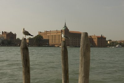 Gulls of Venice