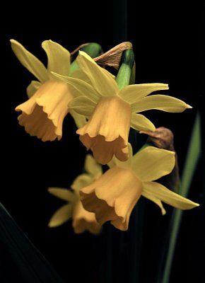 Daffodilsby Photophile