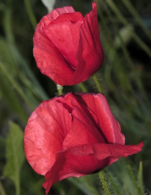 Poppies<br>by Photophile