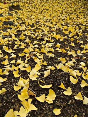 Follow the Yellow Leaf Path by Lois Ann