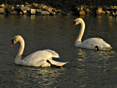 Golden Swans by Judyjo