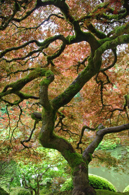 Portland, OR / Japanese garden