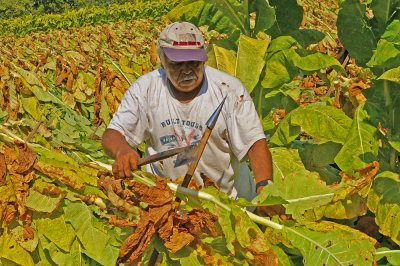 Tobacco harvest in Kentucky