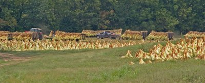 Tobacco harvest in Kentucky