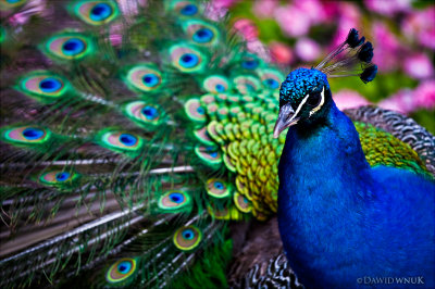 Peacock Bright