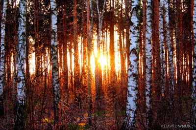 Dawn In The Birches