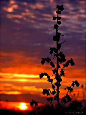 Plant at Dusk