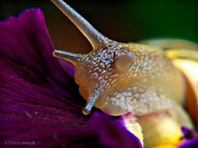 Snail on a Flower