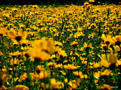 Field Of Gold