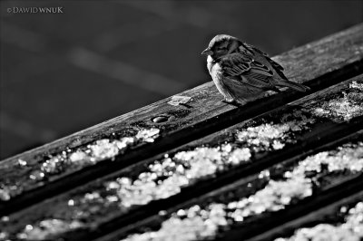 Sparrow In B&W