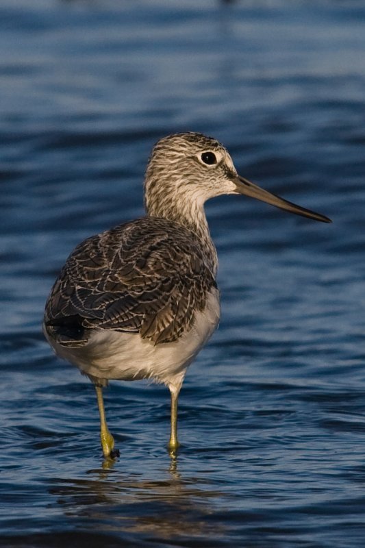 Greenshank
