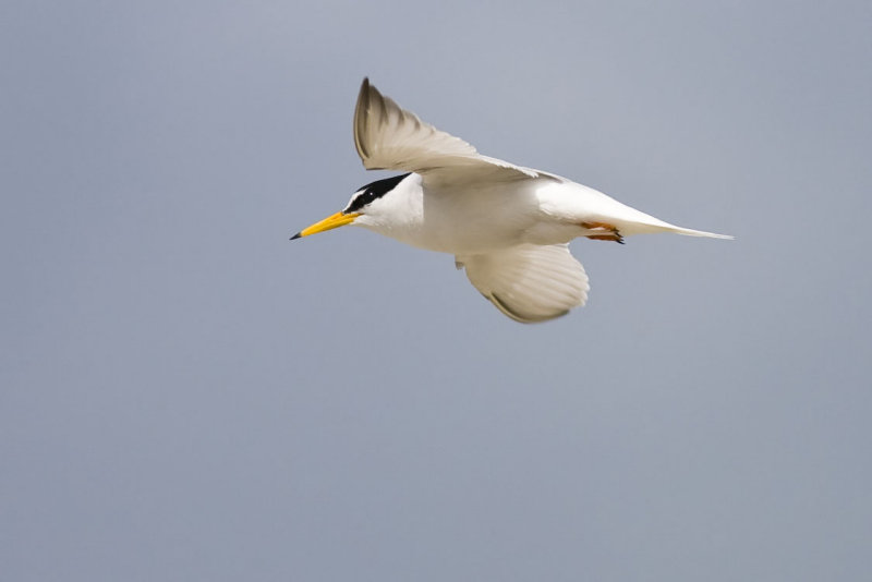 Little Tern