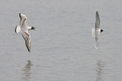 Black Headed Gull chasing Little Gull