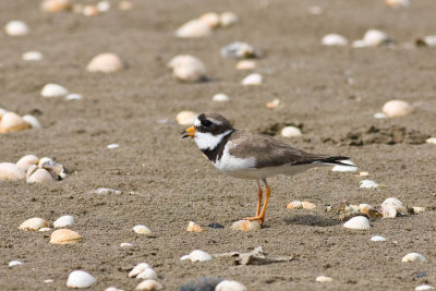 Ringed Plover